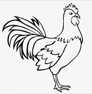 Gambar Ayam Jago Tarung Hitam Putih